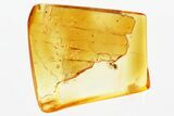 Fossil Ant-Like Stone Beetle (Scydmaeninae) in Baltic Amber #381264-1